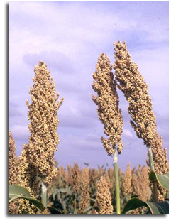 mature-sorghum.jpg